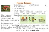 Reino hongo Eucariotas unicelulares y pluricelulares. Heterótrofos. No forman tejidos. Viven sobre materia orgánica, en suelos ricos en humus, o como parásitos.