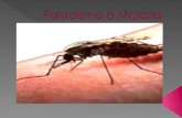 Definición El paludismo produce una morbilidad y mortalidad significativa en las regiones subdesarrolladas del mundo, las formas mas potencialmente.