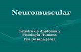 Neuromuscular Cátedra de Anatomía y Fisiología Humana Dra Susana Jerez.