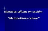 Nuestras células en acción: “Metabolismo celular”.
