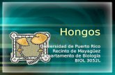 Hongos Universidad de Puerto Rico Recinto de Mayagüez Departamento de Biología BIOL 3052L.