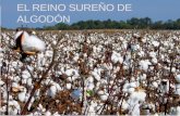EL REINO SUREÑO DE ALGODÓN. El crecimiento del reino de algodón Durante los tiempos coloniales los cultivos principales del sur eran el arroz, índigo.