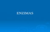 ENZIMAS. 1.- CONCEPTO DE ENZIMA Los enzimas son catalizadores muy potentes y eficaces, Químicamente son proteínas Actúan en pequeña cantidad y se recuperan.