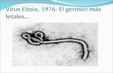Virus Ebola, 1976: El germen más letales…. Aspectos generales .