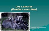 Los Lémures (Familia Lemuridae) González Pérez Brenda k.