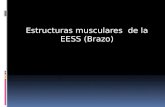 Estructuras musculares de la EESS (Brazo). Extremidad superior: Brazo  Grupo muscular anterior.