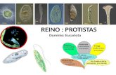 REINO : PROTISTAS Dominio: Eucariota Diversidad de protistas – incluye tanto autótrofos y heterótrofos, sin embargo, la mayoría son heterótrofas – han.