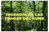 El Parque Natural de las Fragas del Eume abarca 9.000 hectáreas de montes y laderas. Es el último de los parques naturales declarados en Galicia y se.