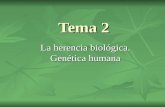 Tema 2 La herencia biológica. Genética humana. La Genética es la rama de la Biología que se encarga del estudio de la transmisión de los caracteres de.