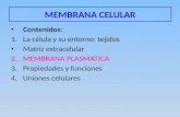 MEMBRANA CELULAR Contenidos: 1.La célula y su entorno: tejidos Matriz extracelular 2.MEMBRANA PLASMATICA 3.Propiedades y funciones 4.Uniones celulares.