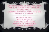 UNIVERSIDAD ESPECIALIZADA DE LAS AMÉRICAS UDELAS BIOQUÍMICA LABORATORIO2: ANÁLISIS DE ORINA Y SEMEN INTEGRANTES: NIXIA MOJICA ABIGAIL CASTILLO MAURIETH.