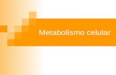 Metabolismo celular. Metabolismo Conjunto de reacciones químicas que se producen en el interior de las células y que conducen a la transformación de unas.