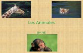 Los Animales By NE. El Chimpancé El Chimpance es un mamifero. Chimpance vive en lluvia basque. Chimpance come fruta y carne. Chimpance es de café.