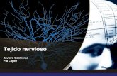 Tejido nervioso Javiera Contreras Pía López. Objetivos Conocer las principales características de las células del tejido nervioso, su función, su organización.