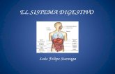 EL SISTEMA DIGESTIVO Luis Felipe Suenaga. EL SISTEMA DIGESTIVO El aparato digestivo es un largo tubo, con importantes glándulas empotradas, que transforma.