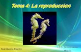 I.E.S. Renacimiento Madrid Raúl García Rincón. La reproducción La reproducción es la función por la cual los individuos, progenitores dan lugar a nuevos.
