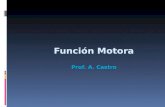 Función Motora Prof. A. Castro. Función Motora El funcionamiento motor normal requiere la integridad de diversos sistemas: 1.- VIA CORTICO ESPINAL (SISTEMA.