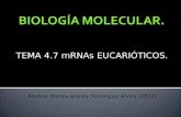 TEMA 4.7 mRNAs EUCARIÓTICOS. Alumna: Brenda Aracely Domínguez Arvizu 205227.