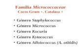 Familia Micrococcaceae Cocos Gram +. Catalasa + G©nero Staphylococcus G©nero Micrococcus G©nero Kocuria G©nero Kytococcus G©nero Alloiococcus (A. otitidis)