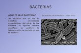 BACTERIAS ¿QUE ES UNA BACTERIA? Las bacterias son un filo de microbios unicelulares procariónticos del reino de las móneras. El algunos medios científicos.