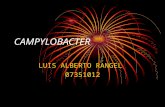 CAMPYLOBACTER LUIS ALBERTO RANGEL 07351012. Características Son microorganismos pleoformicos curvados en espiral Son móviles con un flagelo polar, microaerofilos.