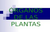 ÓRGANOS DE LAS PLANTAS. Los tejidos vegetales se reúnen en órganos que constituyen el aparato vegetativo de las plantas: raíces, tallos y hojas, destinados.