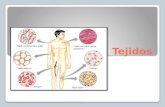 Tejidos. Tejidos Conjunto de células similares que suelen tener un origen embrionario común y que funcionan en asociación para desarrollar actividades.