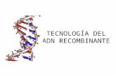 TECNOLOGÍA DEL ADN RECOMBINANTE. ¿QUÉ ES LA TECNOLOGÍA DEL ADN RECOMBINANTE? El término ADN recombinante hace referencia a la creación de nuevas combinaciones.