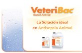 La Solución ideal en Antisepsia Animal. Descripción del Producto VeteriBac® es una solución antiséptica de amplio espectro eficaz en infecciones causadas.