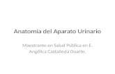 Anatomía del Aparato Urinario Maestrante en Salud Pública en E. Angélica Castañeda Duarte.