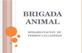 BRIGADA ANIMAL REHABILITACION DE PERROS CALLEJEROS.