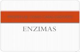 ENZIMAS En una reacción catalizada por un enzima: La sustancia sobre la que actúa el enzima se llama sustrato. El sustrato se une a una región concreta.