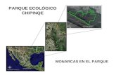 MONARCAS EN EL PARQUE PARQUE ECOLÓGICO CHIPINQE. MONARCAS EN EL PARQUE ImplementaciónEstablecer Puntos de Observación en el Parque Ecológico Chipinque.