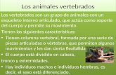 Los animales vertebrados Los vertebrados son un grupo de animales con un esqueleto interno articulado, que actúa como soporte del cuerpo y permite su movimiento.