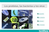 Los protistas, las bacterias y los virus ESQUEMA RECURSOS INTERNET ACTIVIDAD.