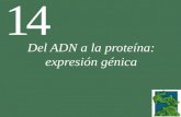14 Del ADN a la proteína: expresión génica. Dogma central de la biología molecular ADNARNProteína Replicación TranscripciónTraducción Transcripción Reversa.