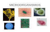 MICROORGANISMOS. MIcroorganismos Alimento Agua Calor.