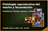 Fisiología reproductiva del macho y fecundación Nicolás Mucci, Méd. Vet., M.Sci. Portada Facultad de Ciencias Agrarias, UNMdP.