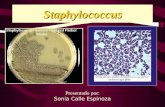 Staphylococcus Presentado por: Sonia Calle Espinoza.