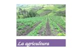 La agricultura. ¿Qué es la agricultura? La agricultura se utiliza para producir alimento de origen vegetal destinados al consumo humano.
