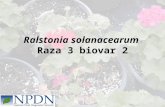 Ralstonia solanacearum Raza 3 biovar 2. Introducción Hospedantes Síntomas Transmisión Detección Control.