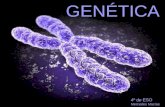 GENÉTICA 4º de ESO Mercedes Macías. Contenidos Los cromosomas: ●Cromosomas homólogos ●Autosomas y heterocromosomas, el cariotipo ●Anomalías cromosómicas.