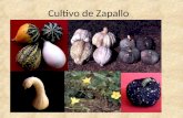 Cultivo de Zapallo. Introducción Hay dudas sobre el origen del zapallo afirma que el zapallo seria originario de México por haberse encontrado algunas.