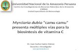 Myrciaria dubia “camu camu” presenta múltiples vías para la biosíntesis de vitamina C Dr. Juan Carlos Castro Gómez Docente e Investigador juanccgomez@yahoo.es.