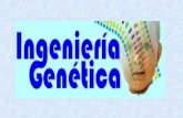 ÍNDICE Aplicaciones de la ingeniería genética: –aplicaciones básicas –aplicaciones médicas –aplicaciones industriales Investigación sobre el genoma humano.