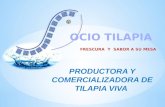 PRODUCTORA Y COMERCIALIZADORA DE TILAPIA VIVA. MISION. VISION. Comercializar tilapia viva a nivel local y provincial para el publico en general, ofreciendo.