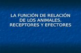 LA FUNCIÓN DE RELACIÓN DE LOS ANIMALES. RECEPTORES Y EFECTORES.