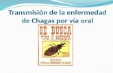 Transmisión de la enfermedad de Chagas por vía oral.