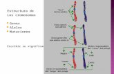 Estructura de Los cromosomas  Genes  Alelos  Mutaciones Escribir su significado.