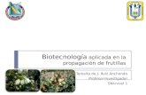 Biotecnología aplicada en la propagación de frutillas Dra Teresita de J. Ruíz Anchondo Profesor-Investigador SNI-nivel 1.